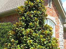 Leaves are 1 to 3 feet long, and the fragrant flowers are 10 to 12 inches in diameter. Teddy Bear Southern Magnolia Shines In And Out Of Bloom Horticulture