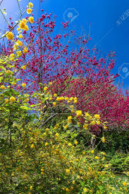 Prosopis glandulosa yellow, fragrant flowers in spring and summer. Yellow Flowers Fronting Red Dogwood Trees In Dallas Tx Stock Photo Picture And Royalty Free Image Image 18956565