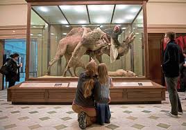 The young explorer was excited to get out of the house during the the natural history section was a bit sad with all the taxidermy animals. Carnegie Museum Hiding Famous Lion Attacking A Dromedary Diorama From View Triblive Com