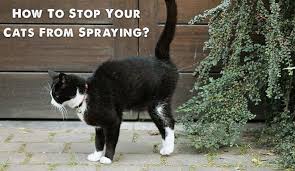 How to get a male cat to stop spraying. How To Stop Your Cats From Spraying Canadapetcare Blog