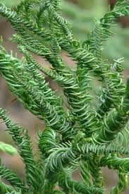 Image result for Cryptomeria