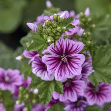 Image result for Malva