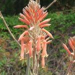 Image result for Aloe lateritia