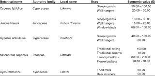 Image result for Cyperus latifolius
