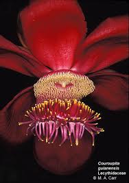 Image result for Lecythidaceae