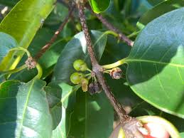 Image result for Cassipourea