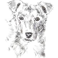 We can learn from this video how to draw a puppy for kids, how to draw a puppy with sun glasses, how to draw a puppy dog,how to draw a dog easy, how to draw. Draw A Dog From A Photograph