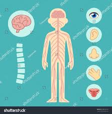 The invention relates to the stimulation of the human nervous system by an electromagnetic field applied externally to the body. Nervous System Infographic Chart Elements Royalty Free Stock Vector 288034979 Avopix Com