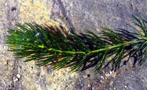 Image result for Ceratophyllaceae