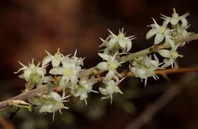 Image result for Asparagus laricinus