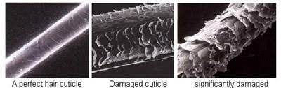 Importance Of The Hair Cuticle