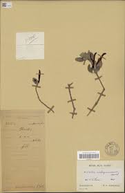 Image result for Anisotes