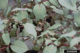 Treating Fuchsia Leaf Diseases How To Fix Diseases In Fuchsia Plants Fuchsia Plant Plant Diseases Plants