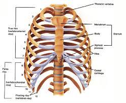 .does a man have vs. Where Is The First Rib Rib Bones Functionality