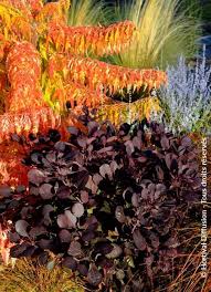 Image result for Cogniauxia