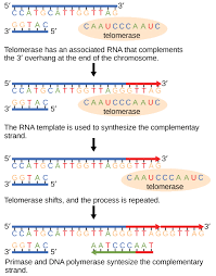 Replication of dna ppt tags : 14 3d Telomere Replication Biology Libretexts