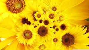 Tiene que ser lindo, inspirador, que te sólo deja un comentario respondiendo cuál fue tu fondo de pantalla favorito. Download Wallpaper Golden Flowers Fondos De Pantalla Para Pc Girasoles 2028389 Hd Wallpaper Backgrounds Download