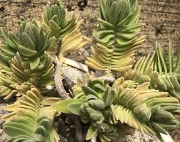 Image result for Plectranthus guruensis