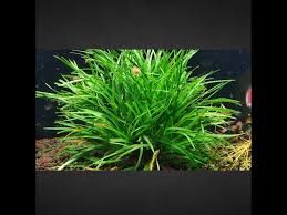 Image result for Eriocaulon schimperi