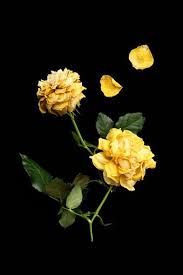 Pin By Adul Poopaibool On Yellow Flowers Yellow Flowers Black Backgrounds Rose