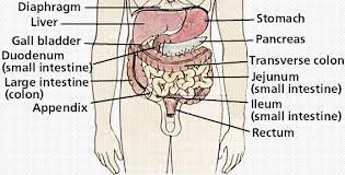 Digestive System Processes Chemical And Physical Exercise 39