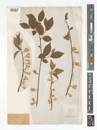 Image result for Mohria vestita