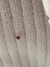 My eight legs are called tentacles.(octopus). What Are These Tiiiny Tiny Little Red Spider Like Bugs I See On Rare Occasion About Half The Size Of An Ant Found In Vic Australia Whatsthisbug