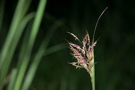 Image result for Capillipedium