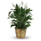 Store Posey Funeral Directors North Augusta Sc Sympathy Plants Best Air Purifying Plants Best Indoor Plants