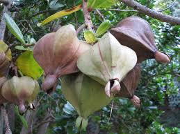 Image result for Barringtonia asiatica