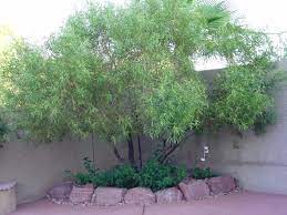 An african sumac tree (rhus lancea) is a slow growing tree that can reach heights of 4.5 to 9 meters.it has dark fissured bark with reddish and orange mahogany colors and. African Sumac In The Zone