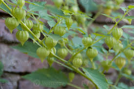 Image result for Cardiospermum