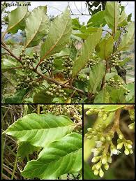 Image result for Maesa lanceolata