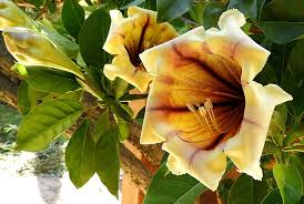 Image result for Solandra