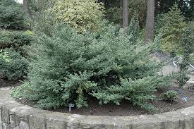 Image result for Hippocratea crenata