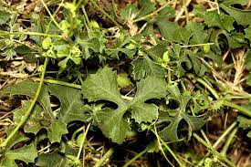 Image result for Ctenolepis