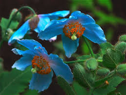 Pavots Bleus De L Himalaya Jardin De Metis Quebec Canada Pavot Bleu Jardins Pavot