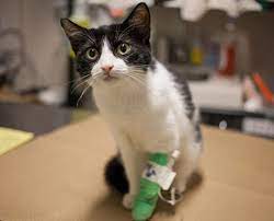 Or, if you prefer, you can set up recurring card payments (rcp) to make automatic payments using a debit or credit card. Donate Monthly Become A Guardian Aspca