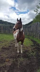 Paint Black And Brown Horse Pin On Horses
