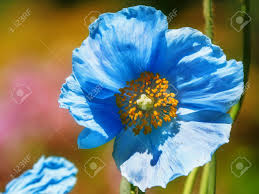 Meconopisis betonicafolia_ blue himalayan poppy_mann_001.tif | charles mann photography. Blue Flowers Of Himalayan Blue Tibet Poppy Meconopsis Betonicifolia Stock Photo Picture And Royalty Free Image Image 103178231