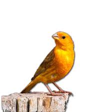 Descargar cantoos de canarios criollos. Bienvenido Pajaro 1999