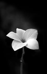 B A R S A N Wasbella102 Black Or White Frangipani By Black And White Flowers Black N White Images White Flowers