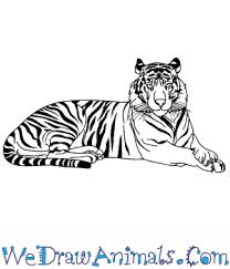 Tiger face drawing construction lines. How To Draw A Realistic Tiger