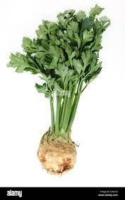 Image result for Apium graveolens