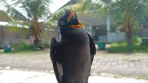 Jd satu burung aja nih. Jalak Kebo Mania Jalak Nias Betina Super Gacor Full Set Jalak Nias Betina Gacor Facebook