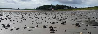 Image result for Aneilema arenicola