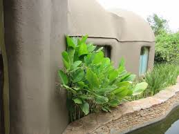 Image result for Marantochloa purpurea