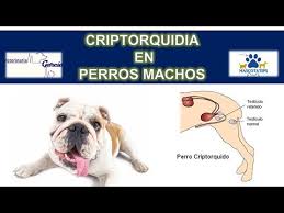Bolitas En Los Testiculos De Mi Perro Le Salio Una Fantasia Linear Unit Los Testiculos A Mi Gozque