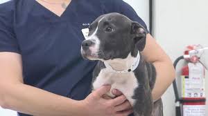 Lol this one think say we be. 4 Month Old Puppy Found In Dumpster With Broken Legs Officials Looking For Suspect Abc News