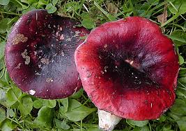 Image result for Russula perlactea